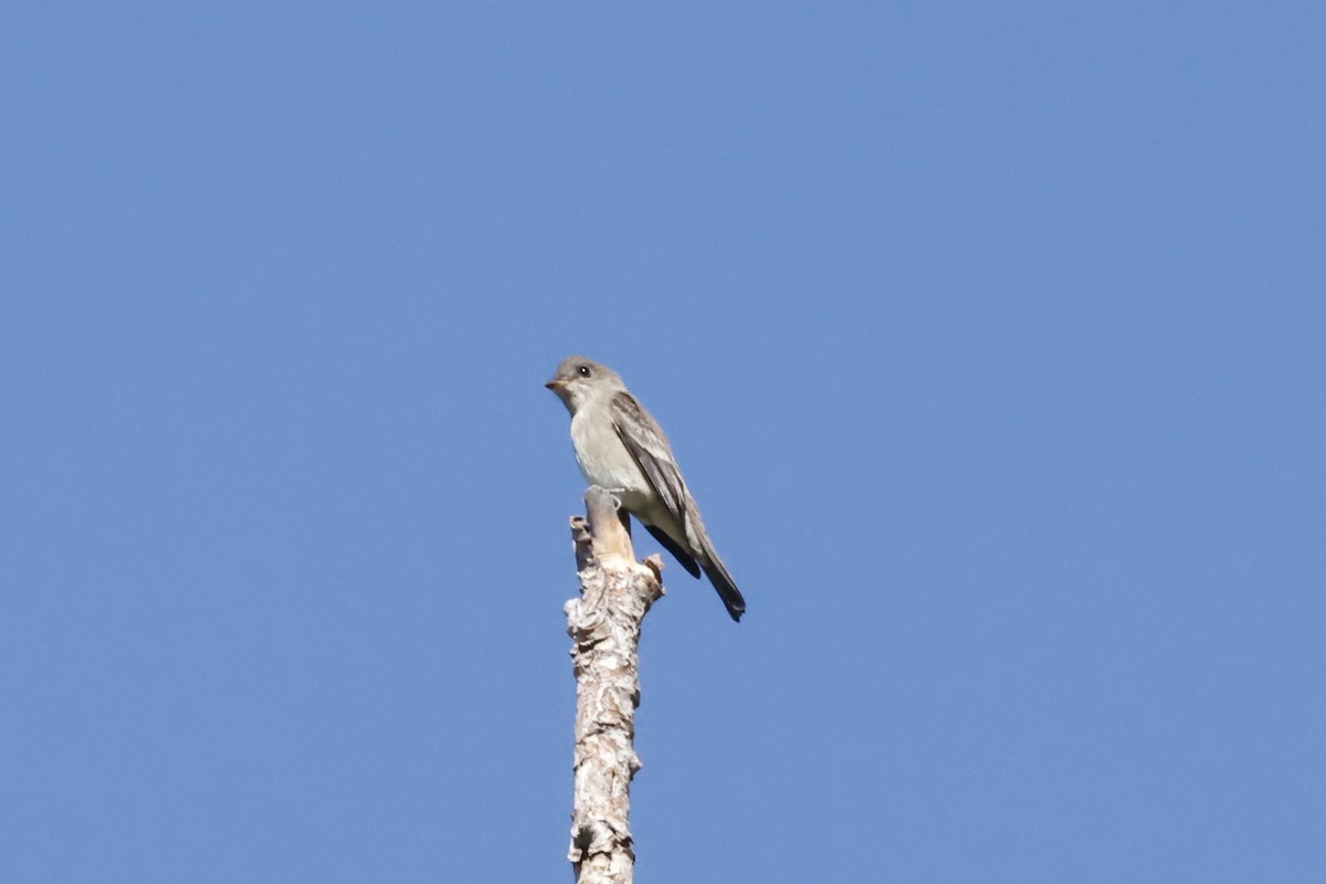 Western Wood-Pewee - ML623932237