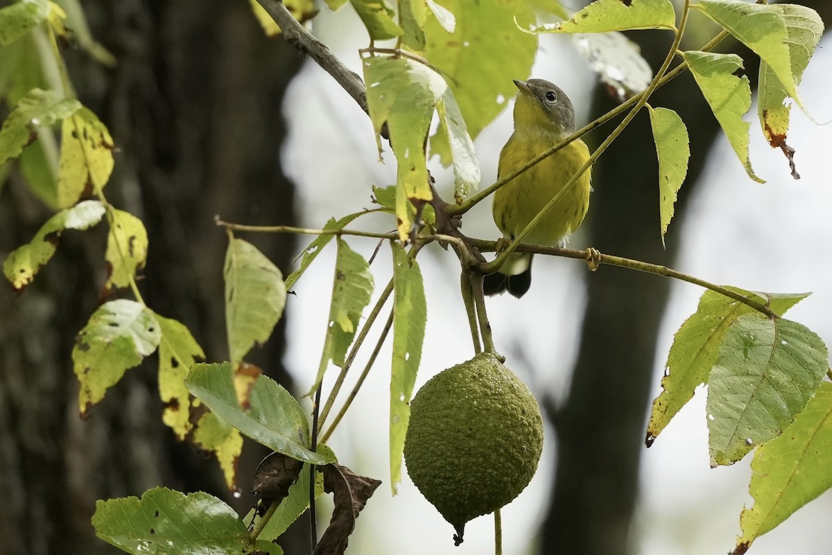 Magnolia Warbler - ML623932238