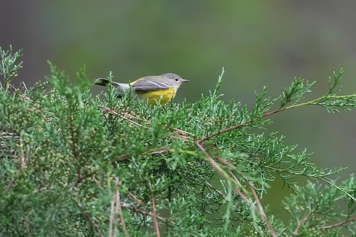 Magnolia Warbler - ML623932240