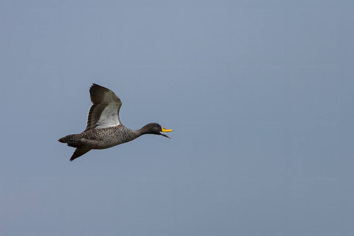 Yellow-billed Duck - Ryan Steiner