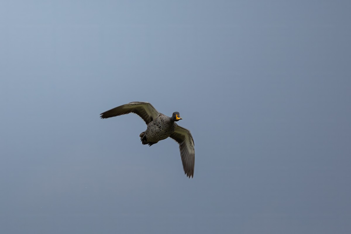 Yellow-billed Duck - ML623932244