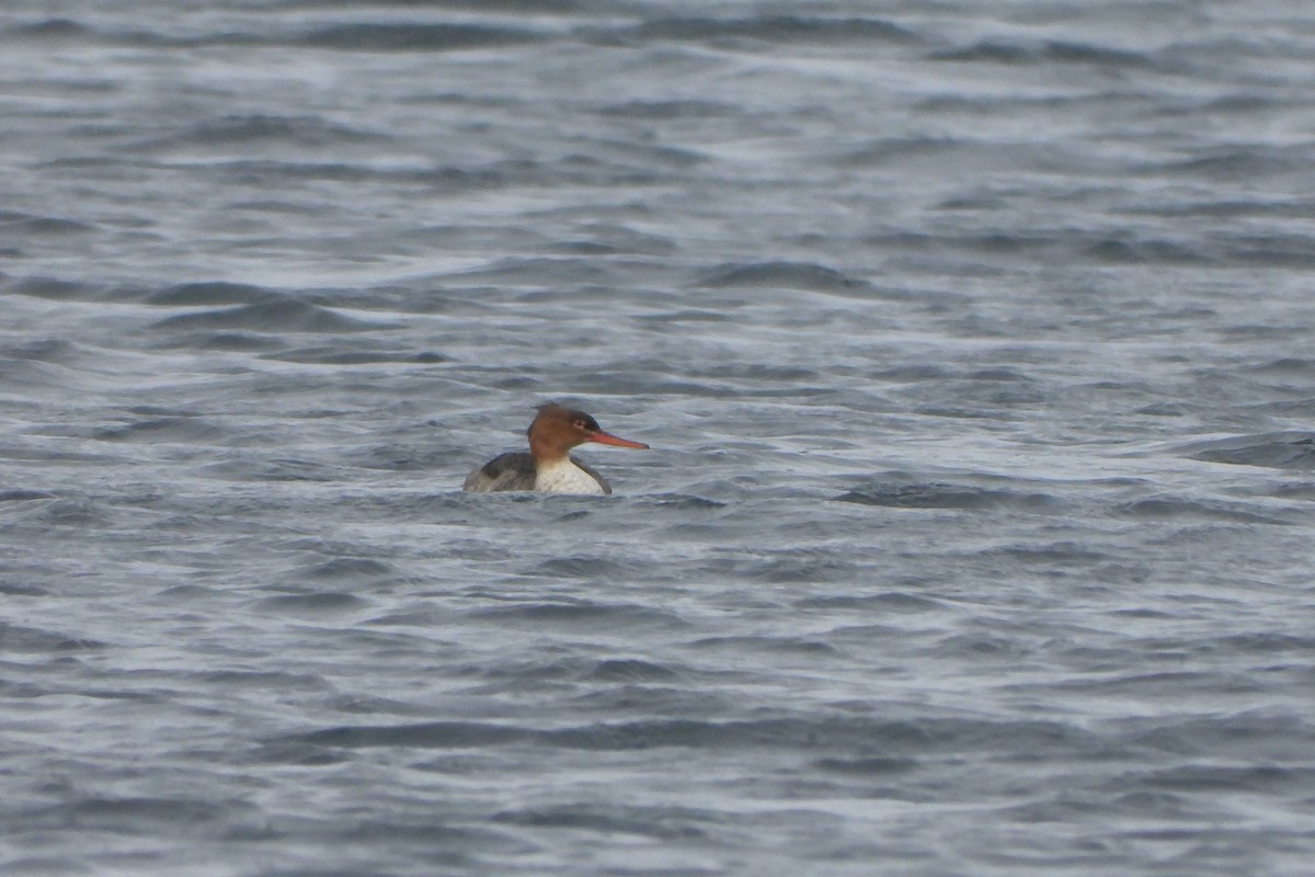 Red-breasted Merganser - ML623932245