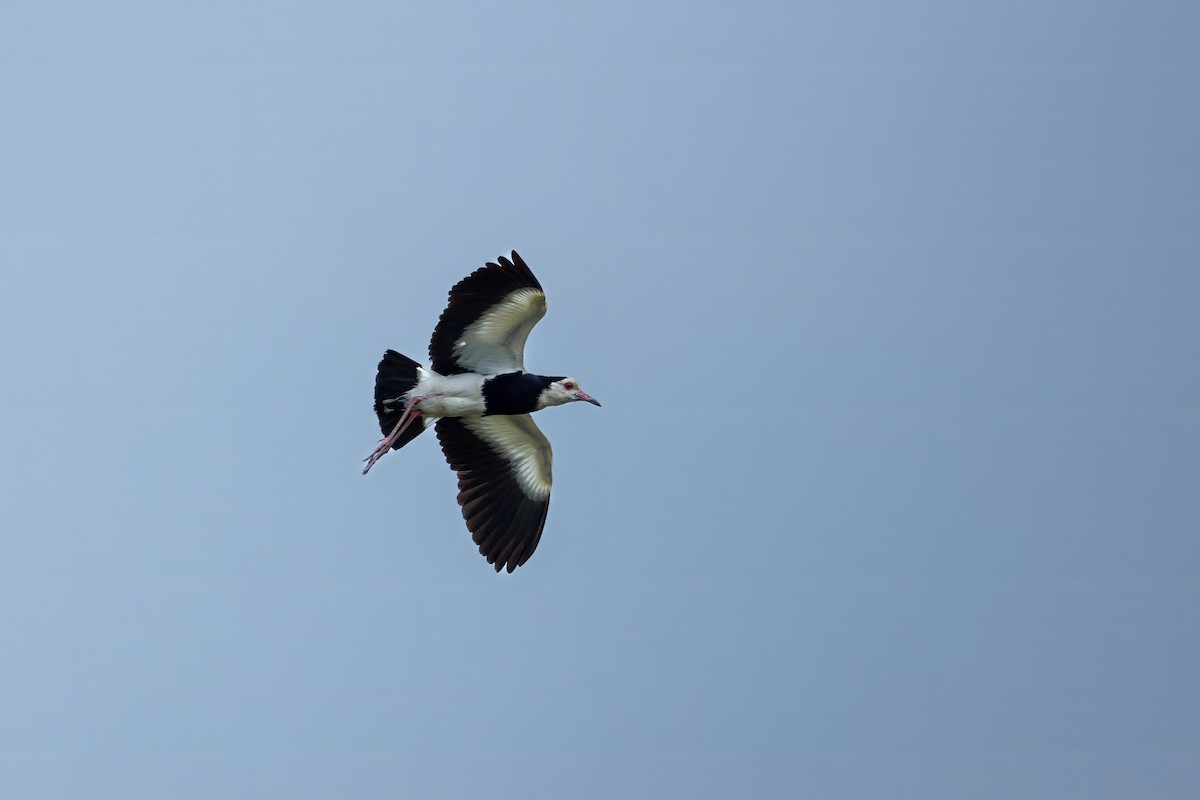 Long-toed Lapwing - ML623932254