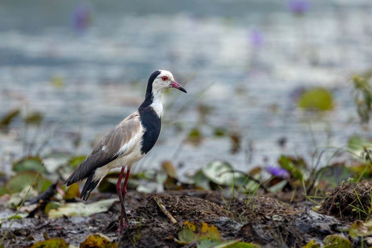 Long-toed Lapwing - ML623932255