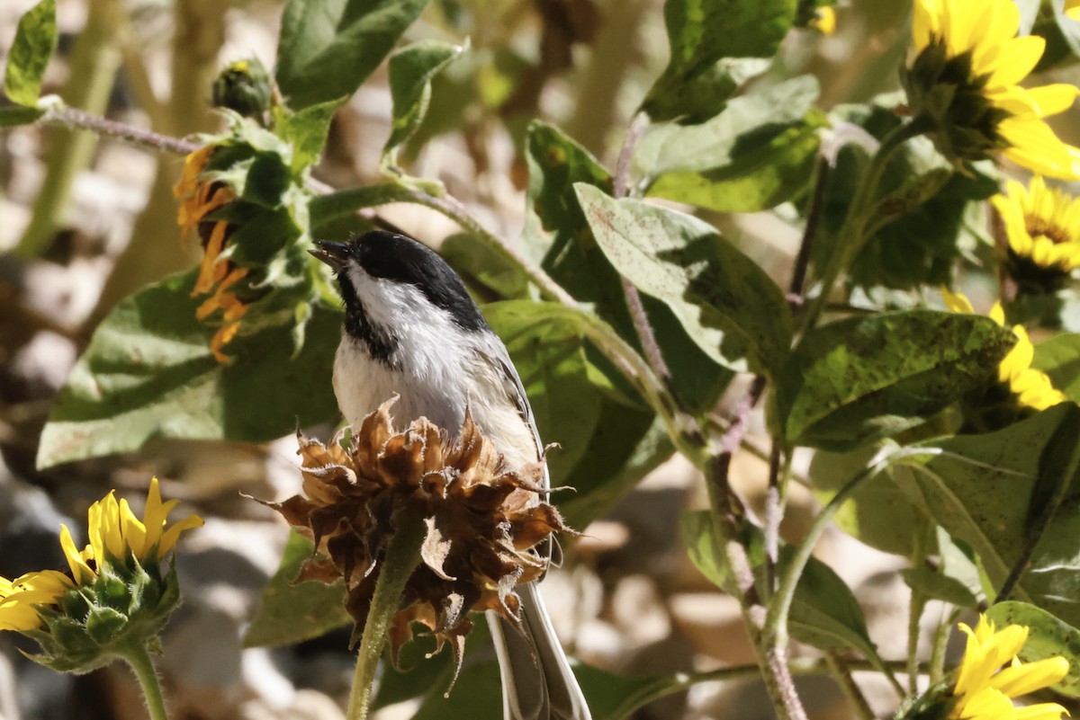 Black-capped Chickadee - ML623932256