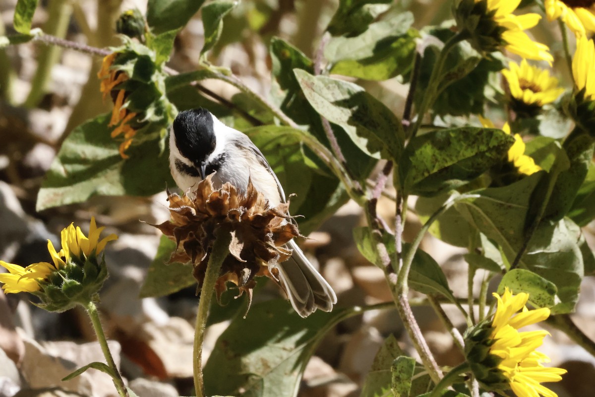 Black-capped Chickadee - ML623932257