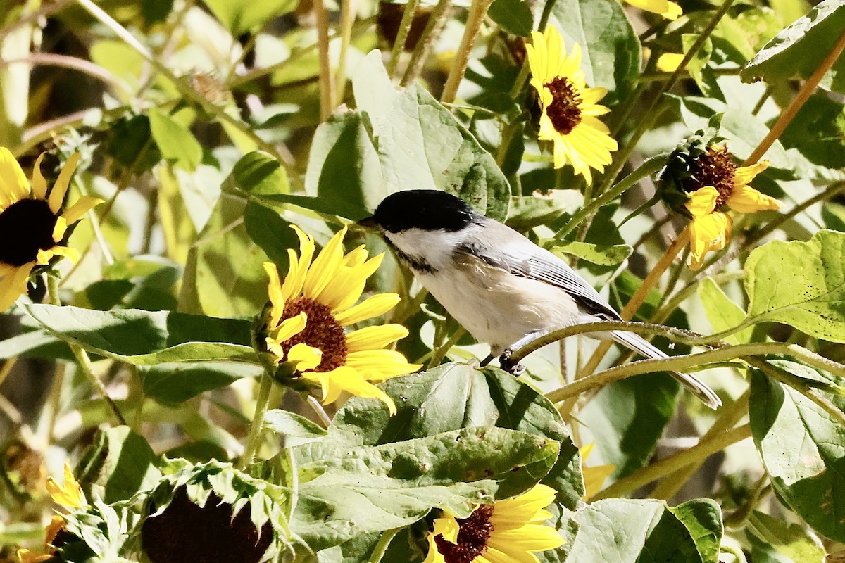 Black-capped Chickadee - ML623932258