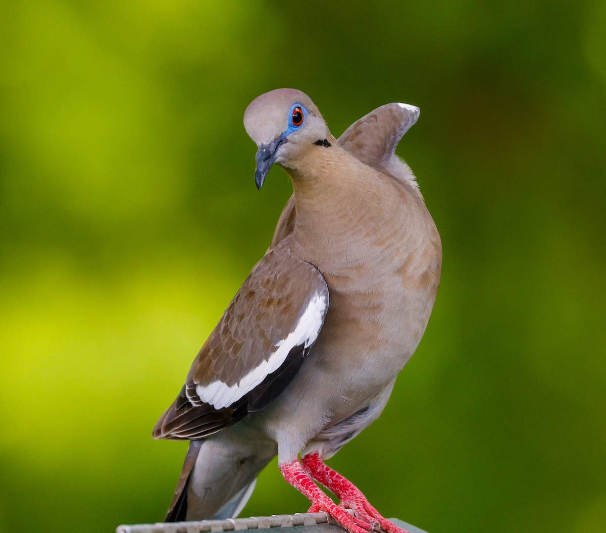 White-winged Dove - ML623932292