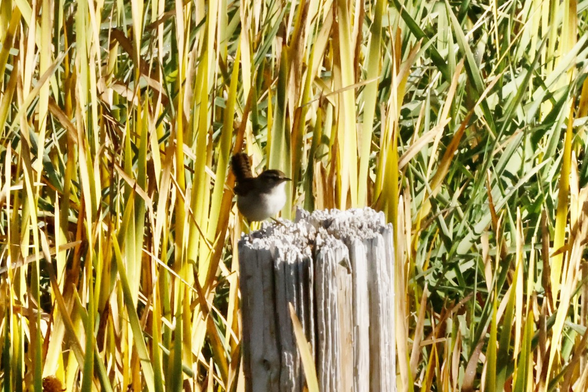 Marsh Wren - ML623932295