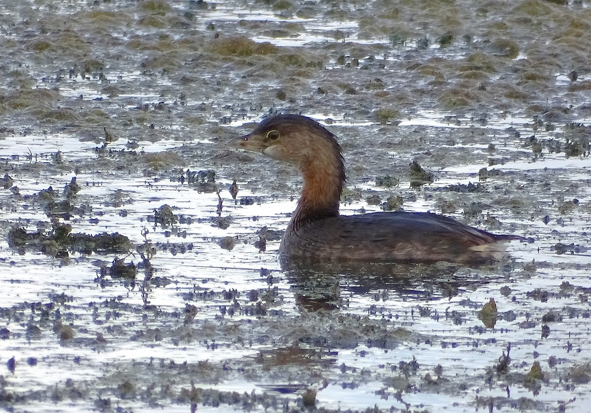 Pied-billed Grebe - ML623932299