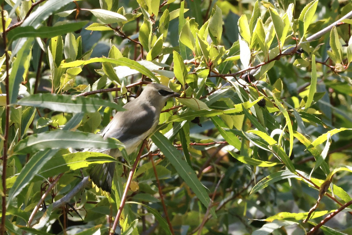 Cedar Waxwing - ML623932304