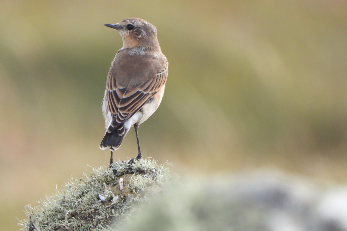 Northern Wheatear - ML623932305