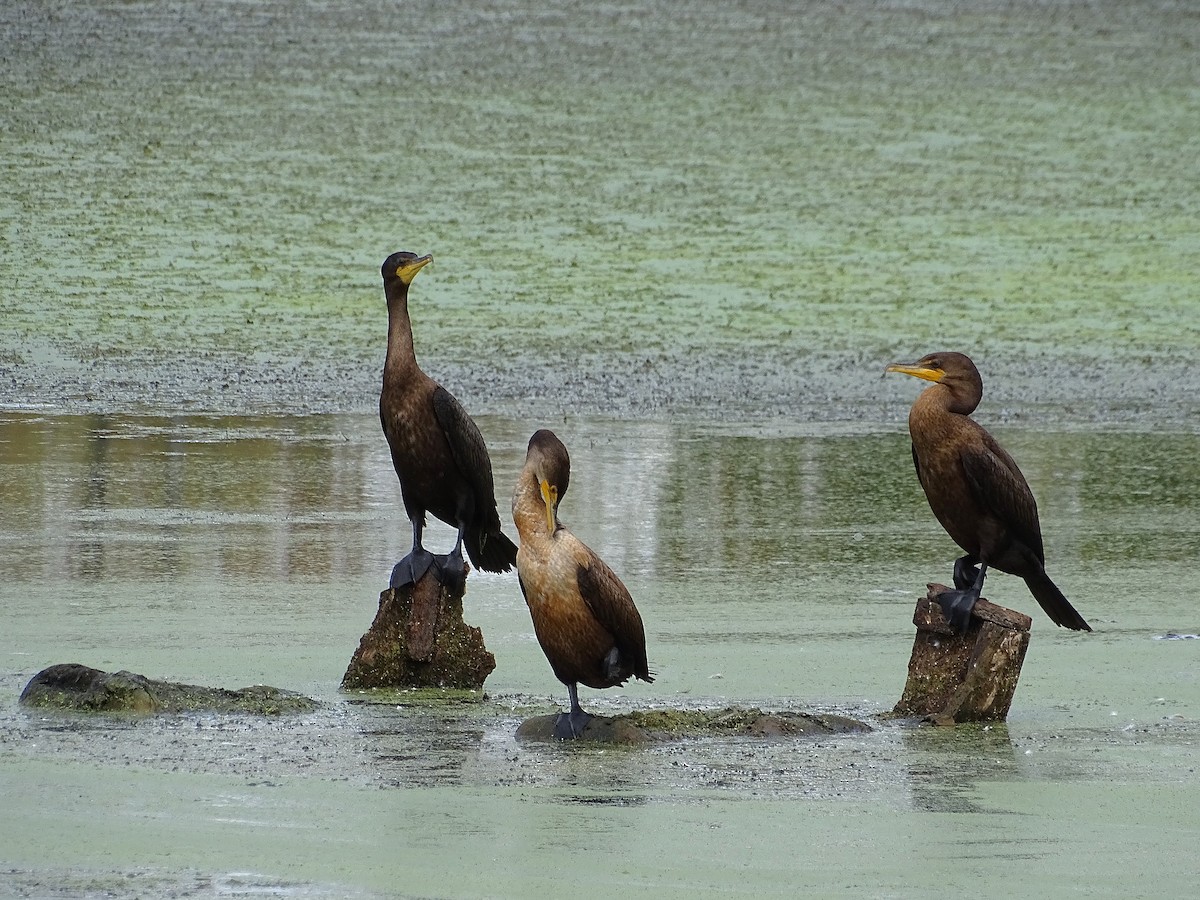 Double-crested Cormorant - ML623932308