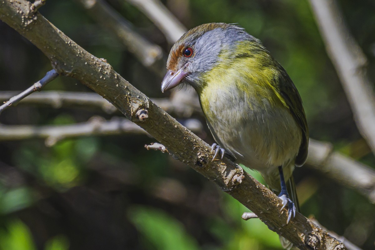 Rufous-browed Peppershrike - ML623932312