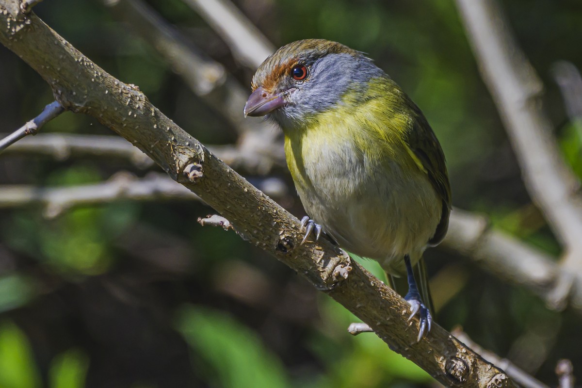 Rufous-browed Peppershrike - ML623932313