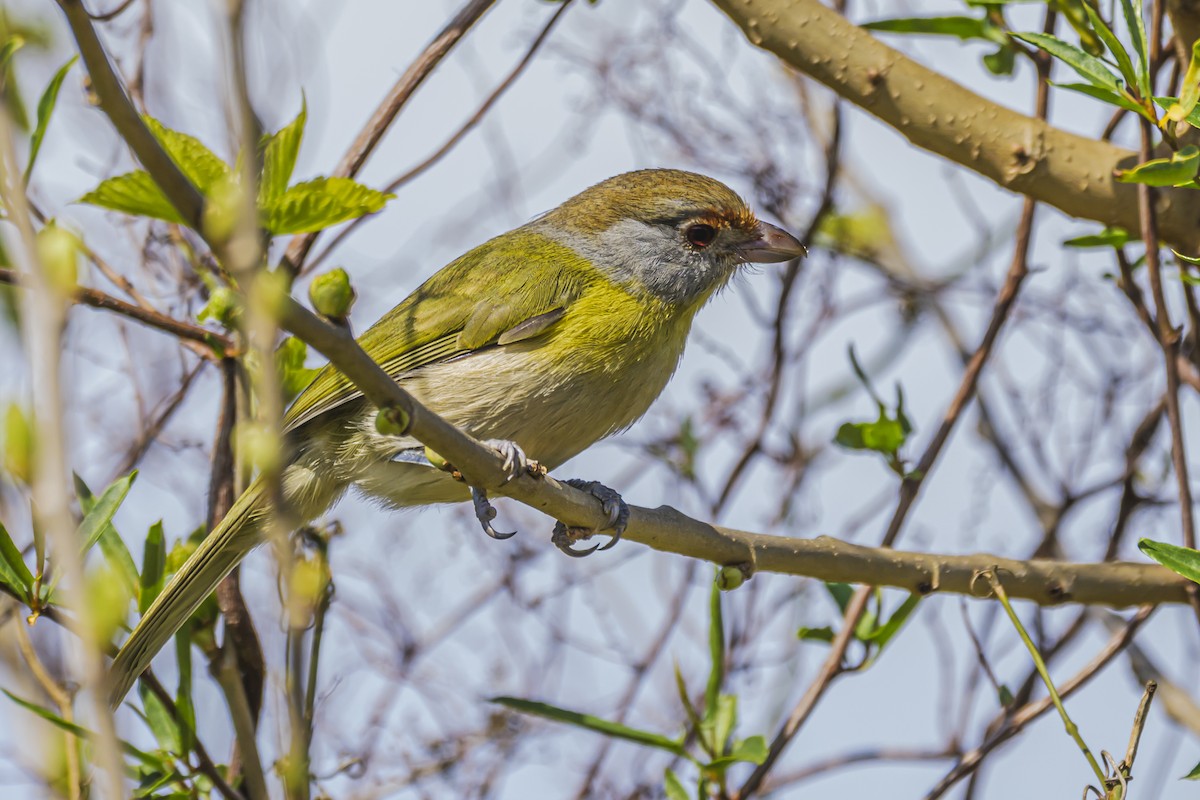 Rufous-browed Peppershrike - ML623932314