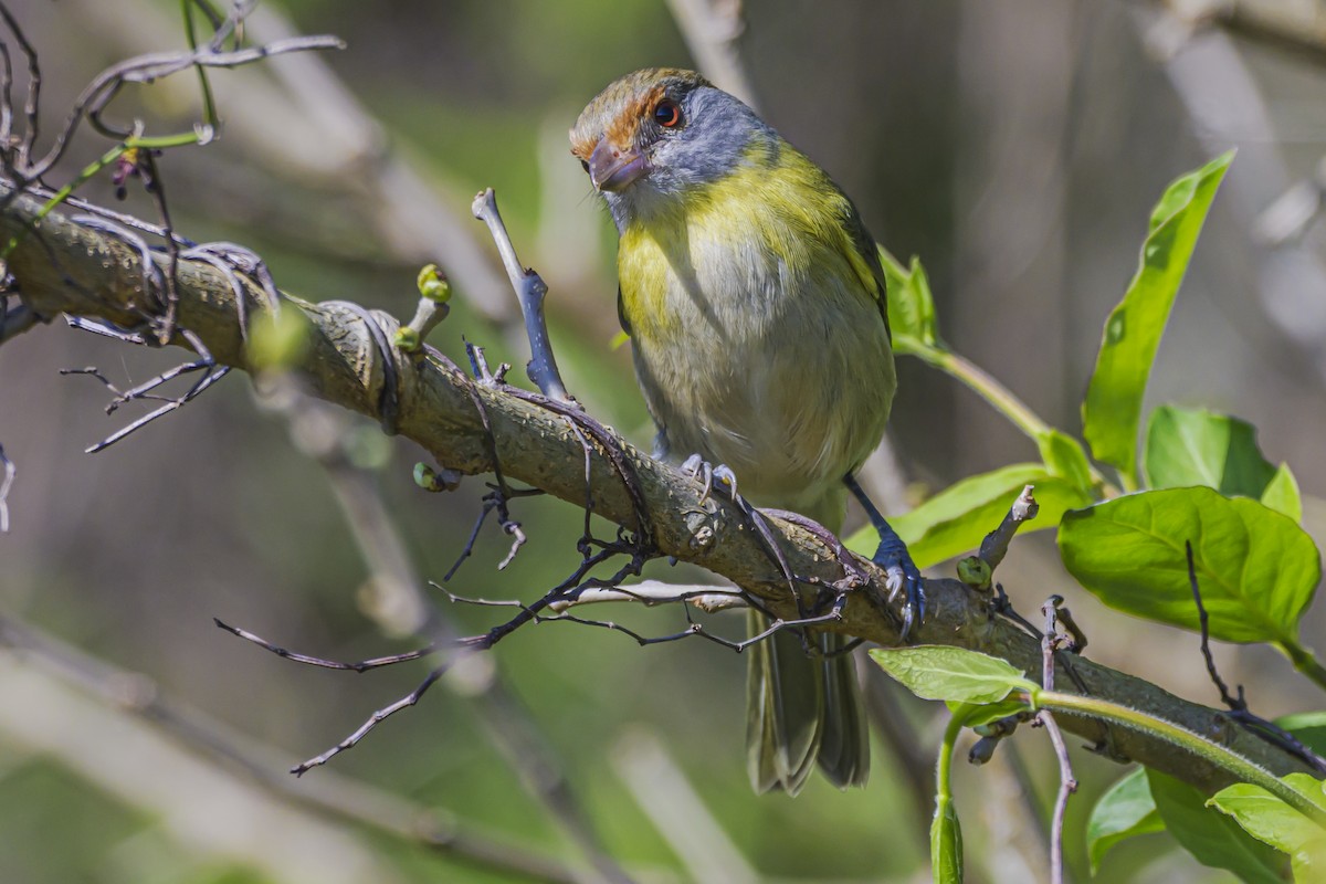 Rufous-browed Peppershrike - ML623932315