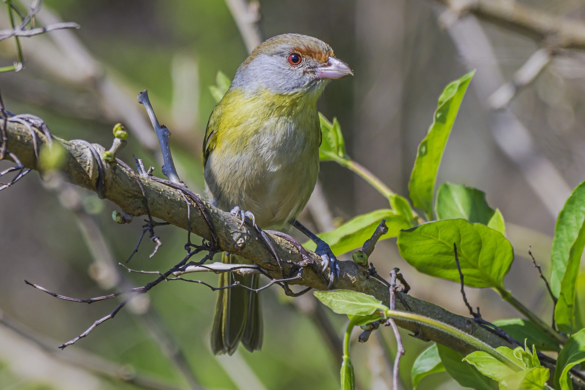 Rufous-browed Peppershrike - ML623932316