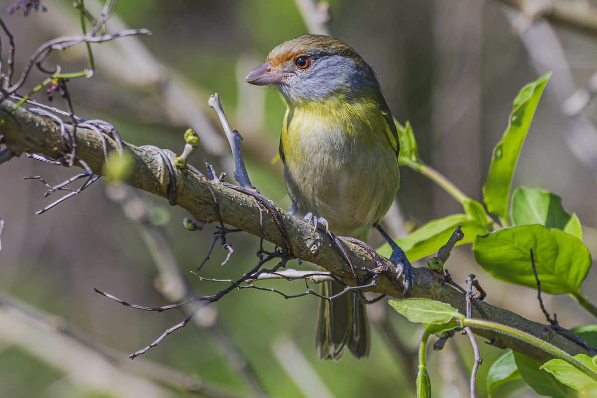 Rufous-browed Peppershrike - ML623932317