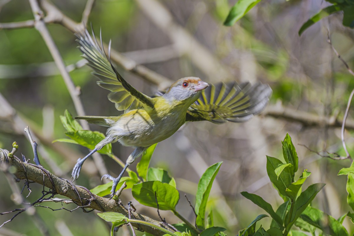 Rufous-browed Peppershrike - ML623932319