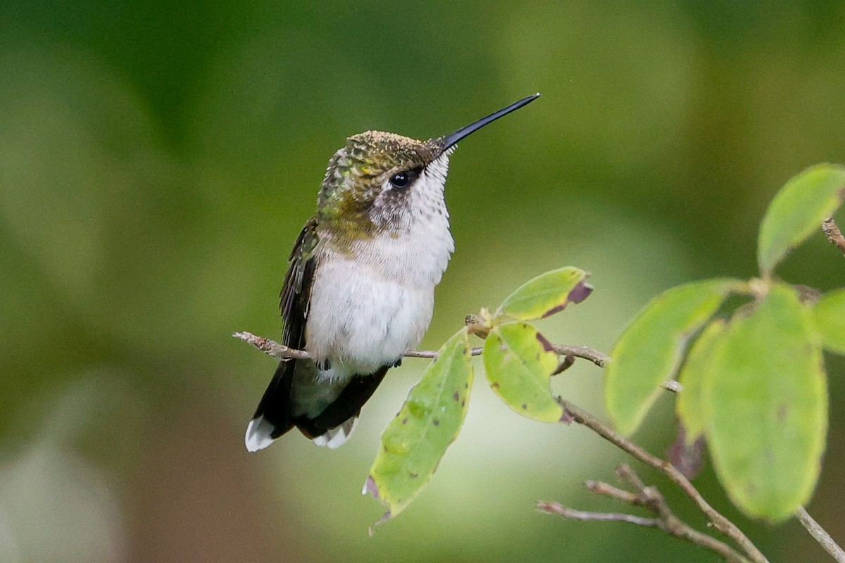 Ruby-throated Hummingbird - ML623932320