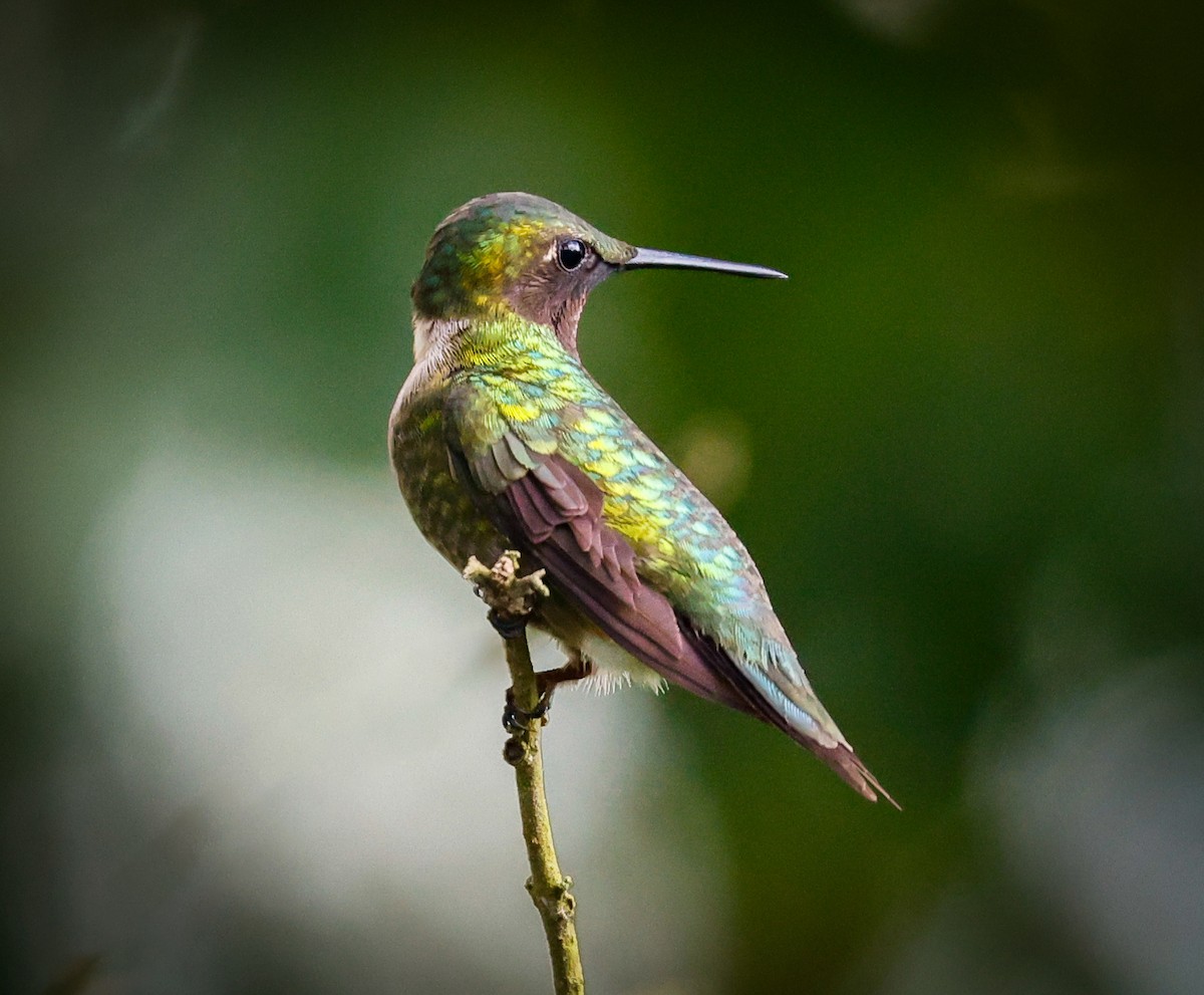 Ruby-throated Hummingbird - Brad Price