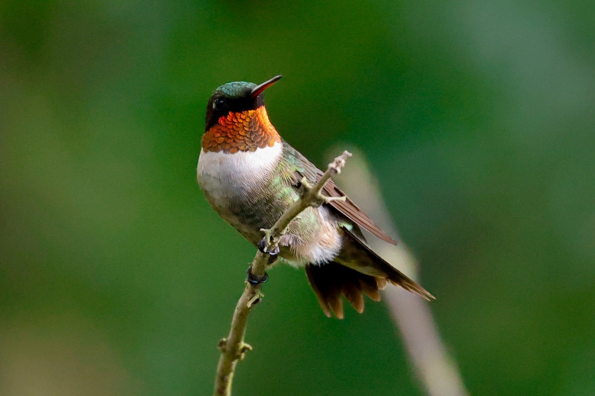 Ruby-throated Hummingbird - Brad Price