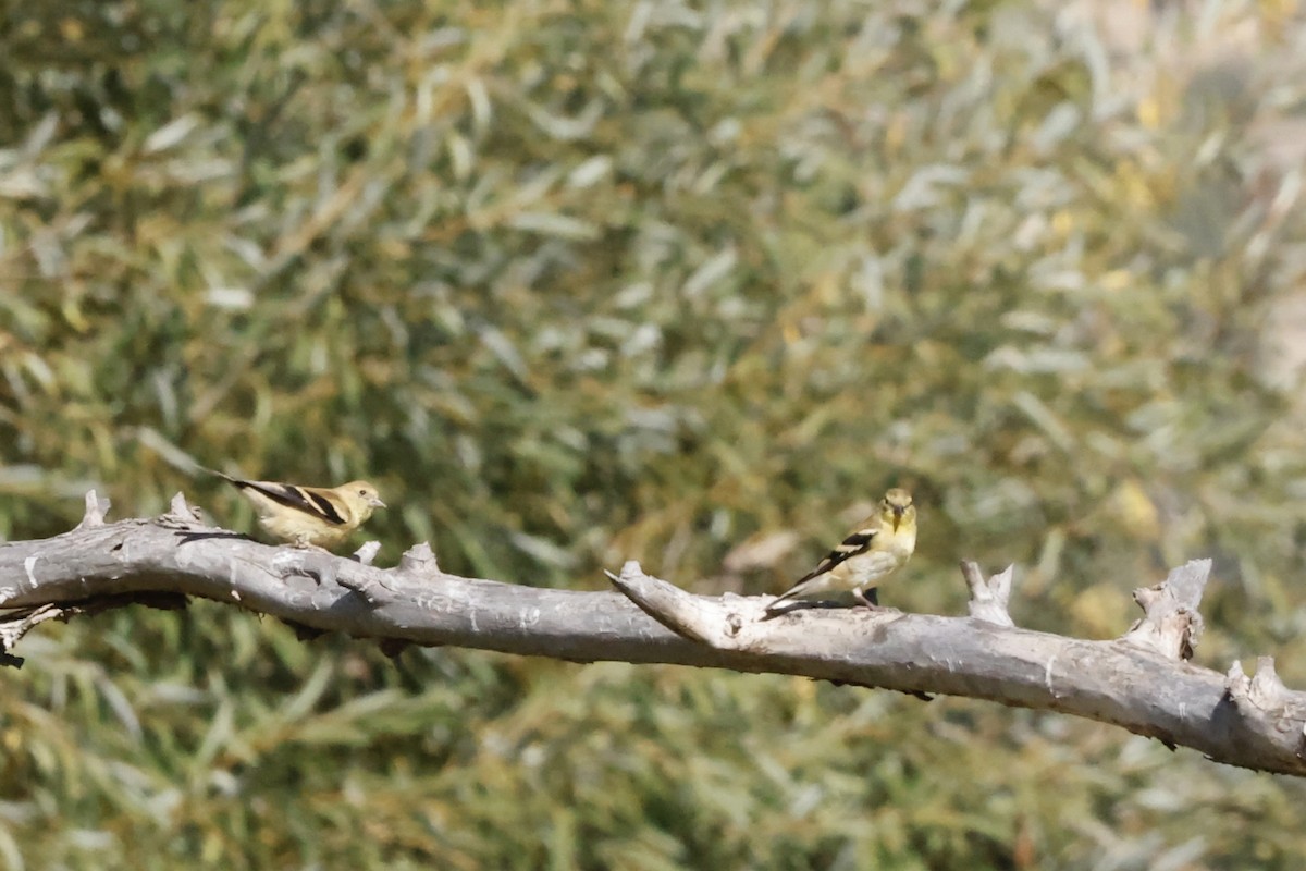 American Goldfinch - ML623932323