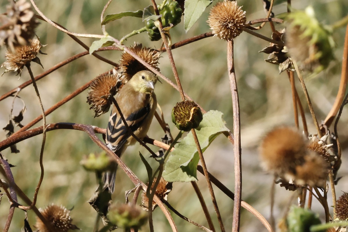 American Goldfinch - ML623932324