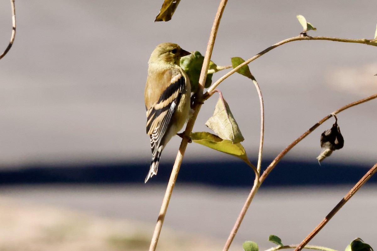 American Goldfinch - ML623932325