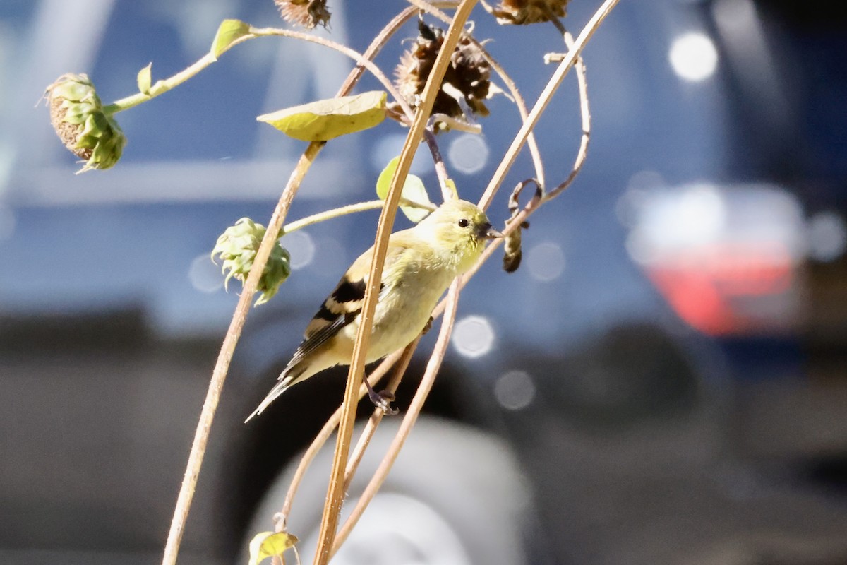 American Goldfinch - ML623932326