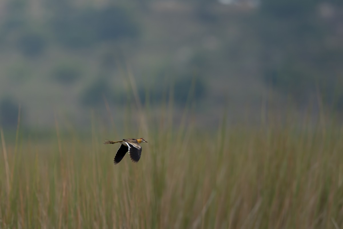 Lesser Jacana - ML623932333