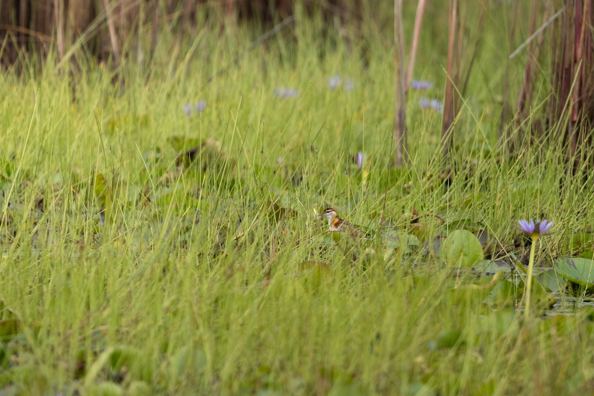 Lesser Jacana - ML623932334