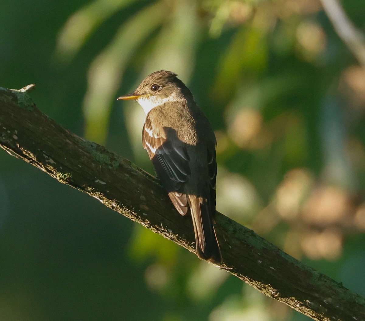 Eastern Wood-Pewee - ML623932335