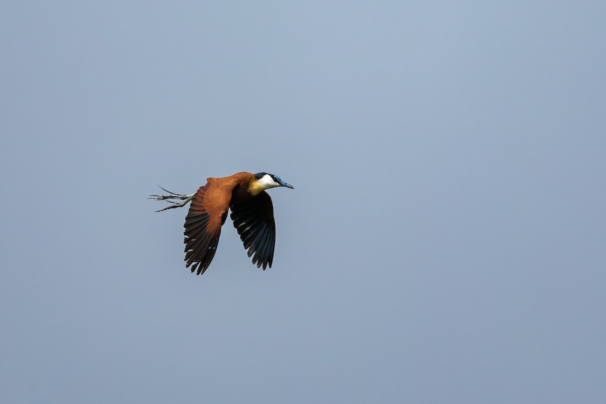 African Jacana - Ryan Steiner