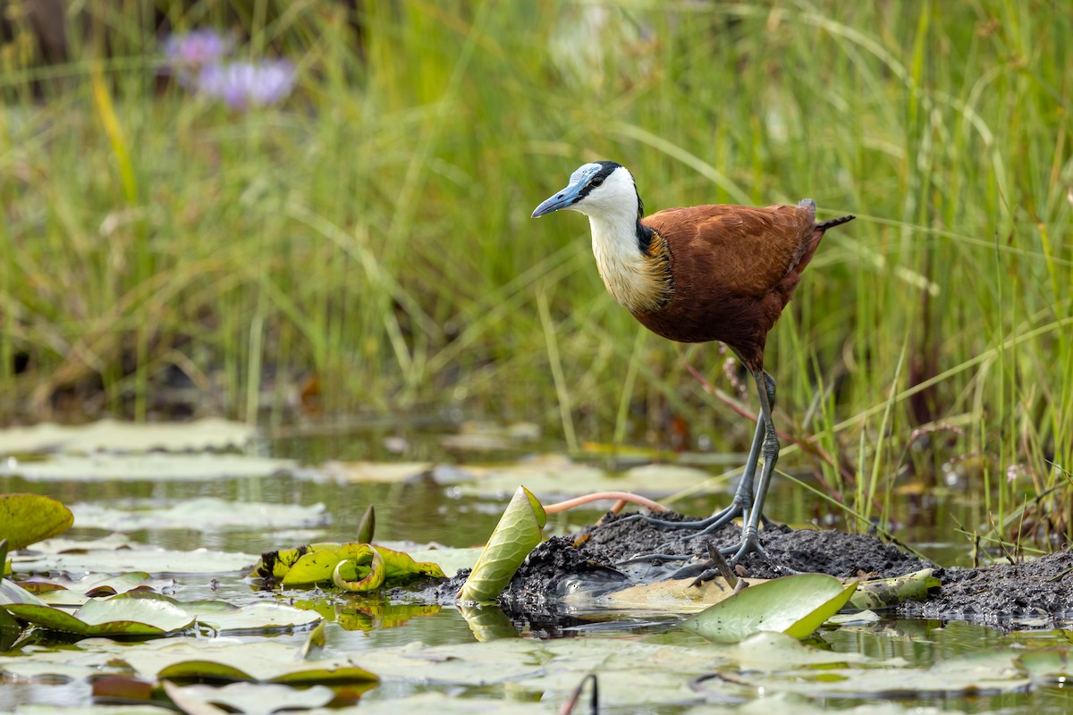 African Jacana - ML623932343