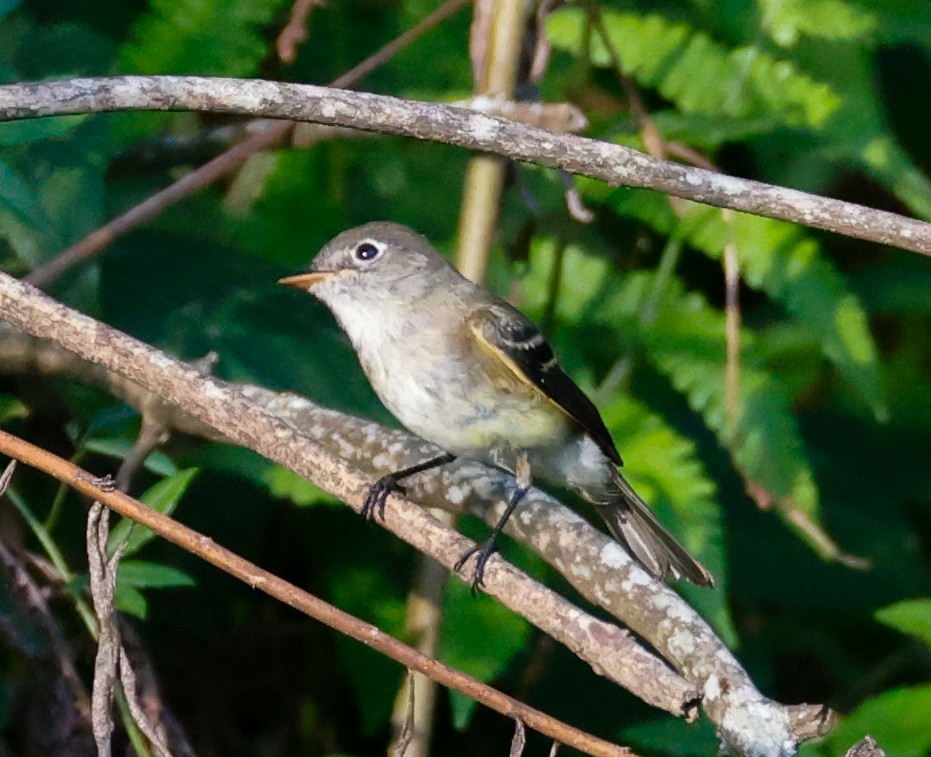 Least Flycatcher - ML623932347