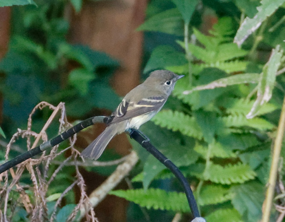 Least Flycatcher - ML623932348