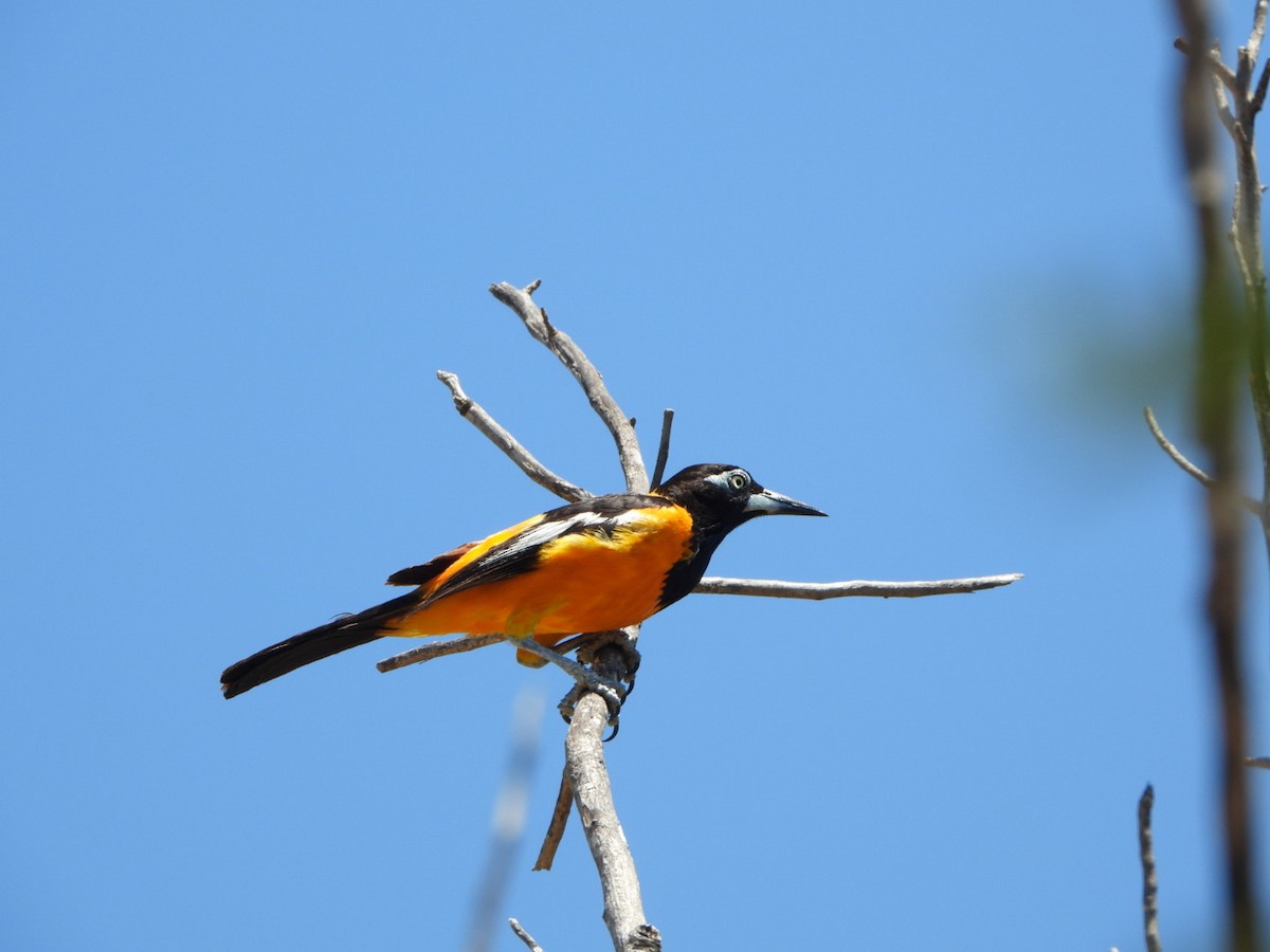 Venezuelan Troupial - Francisco Contreras @francontreras.80