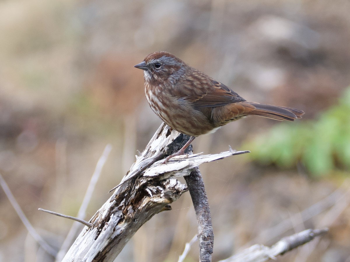 Song Sparrow - Sandi Templeton