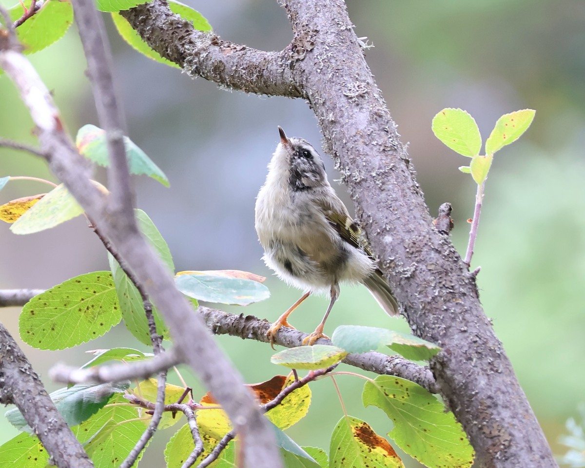 Golden-crowned Kinglet - ML623932359