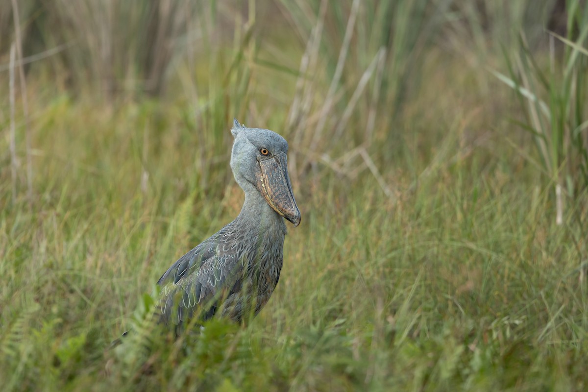 Shoebill - ML623932365