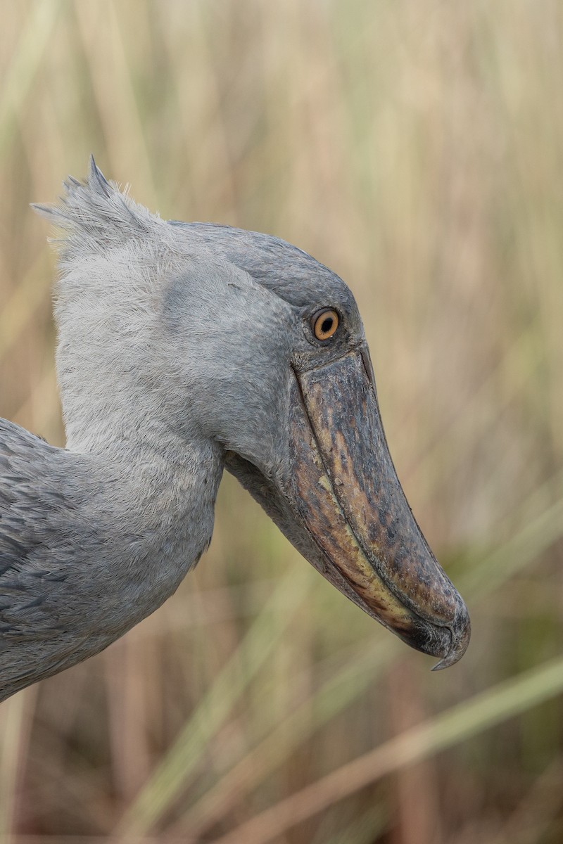 Shoebill - ML623932368