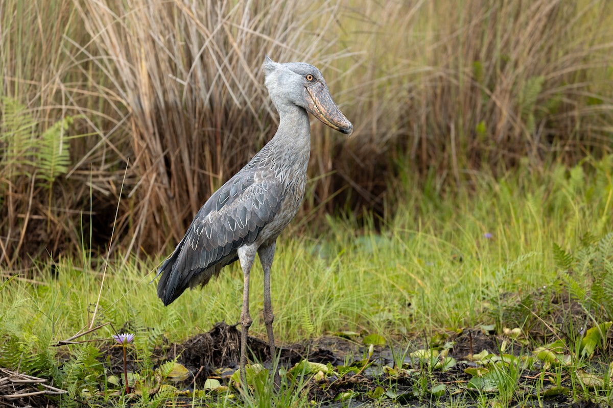 Shoebill - ML623932369