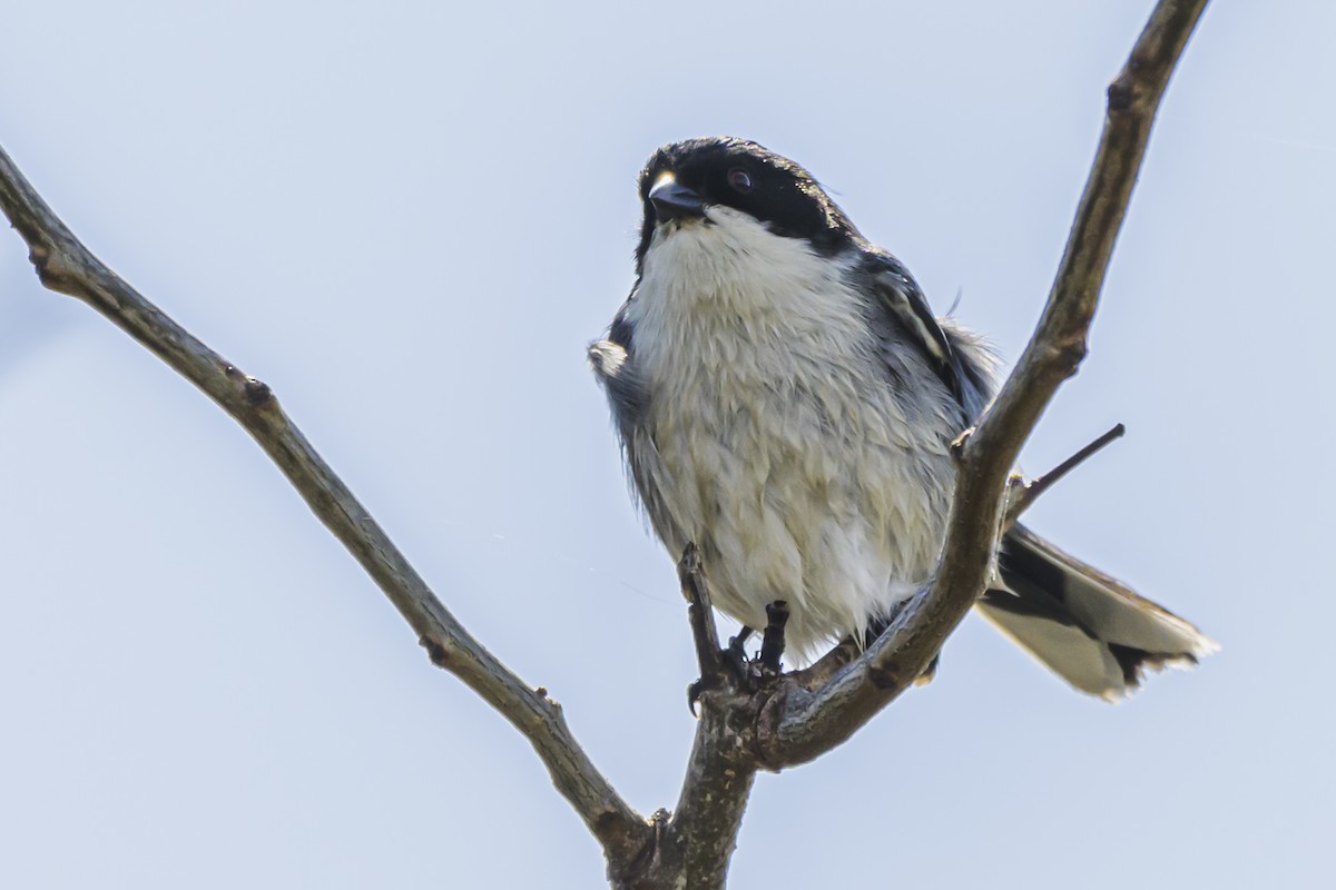 Black-capped Warbling Finch - Amed Hernández