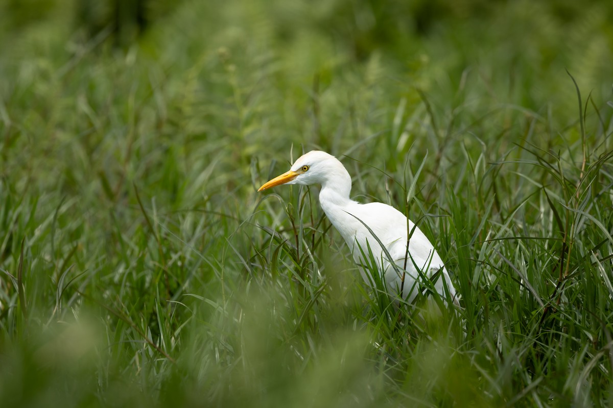 Western Cattle Egret - ML623932387