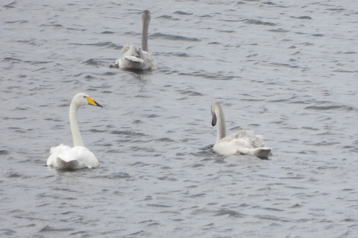 Whooper Swan - ML623932390