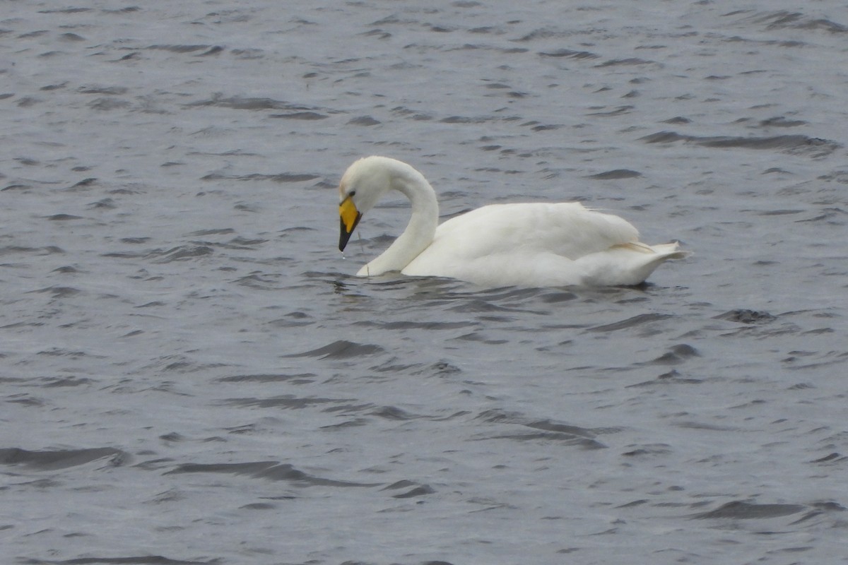 Whooper Swan - ML623932391