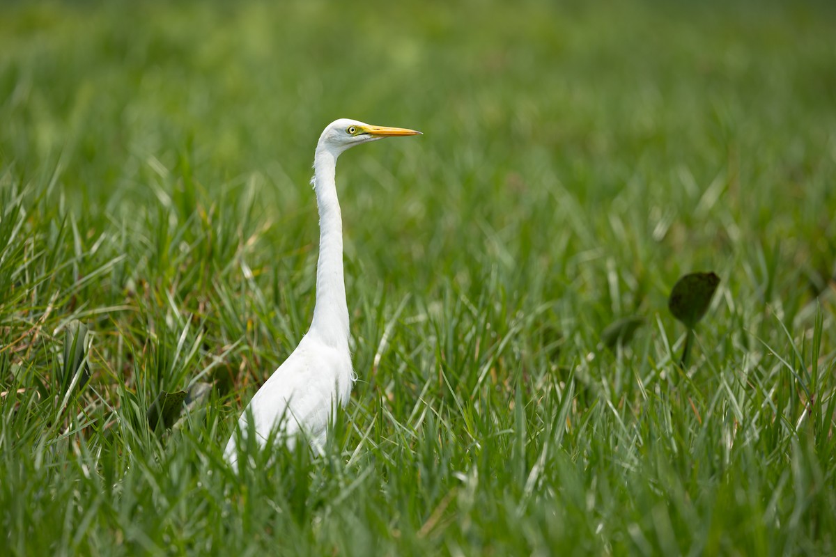 Yellow-billed Egret - ML623932393