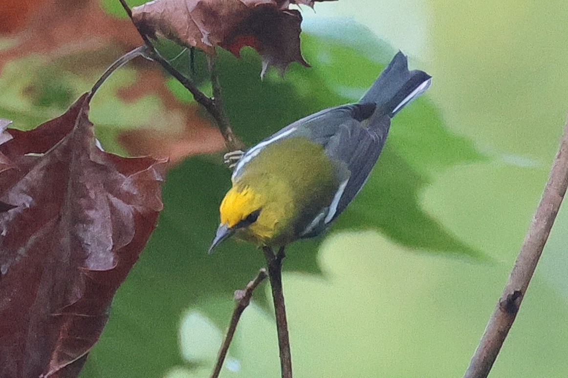 Blue-winged Warbler - ML623932394